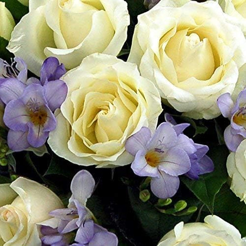 Breathtaking Amethyst Bouquet with Next Day Delivery - Rose and Freesia Fresh Flowers