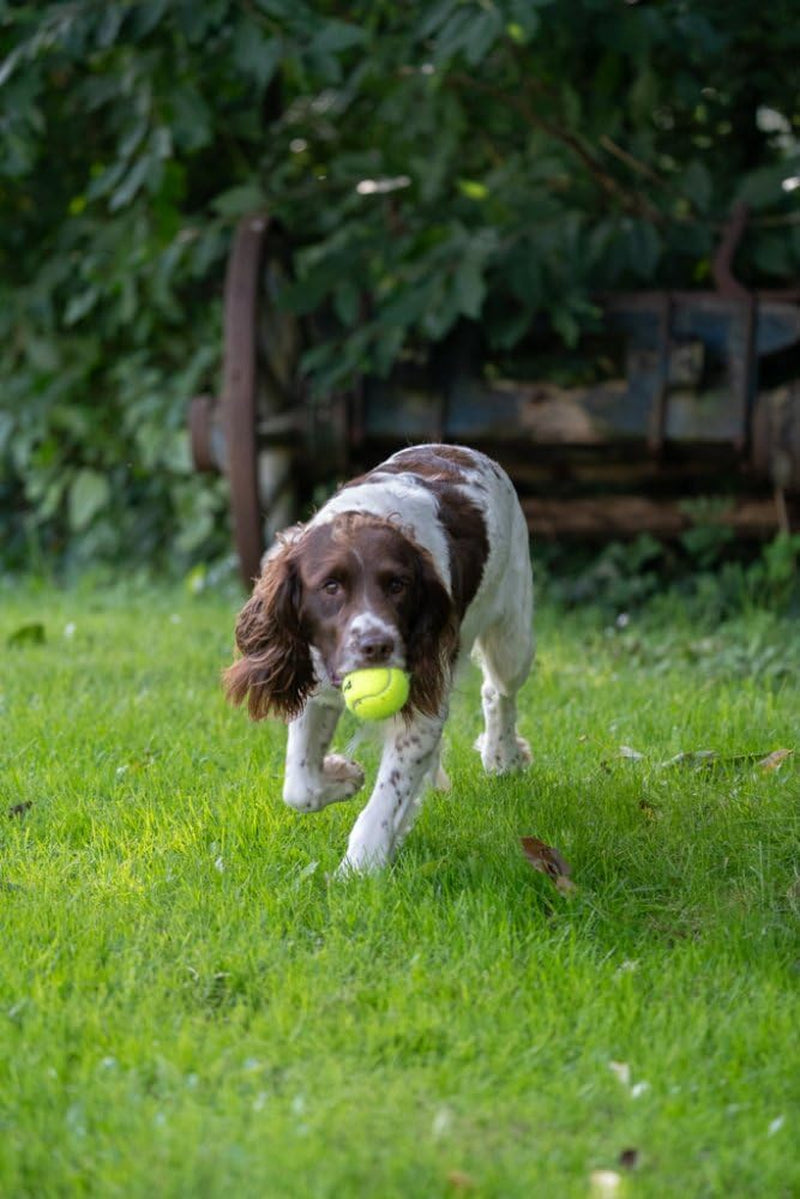 Super Tennis Balls for Dogs - Durable, High-Visibility Fetch Toy for Outdoor Play (3 Pack)