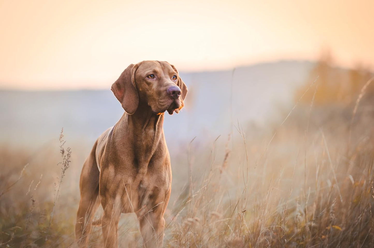 Algoods Complete Dry Dog Food with Chicken 10Kg, High Protein Dog Food Dry for Working Dogs, Dog Biscuits for Large and Small Breeds