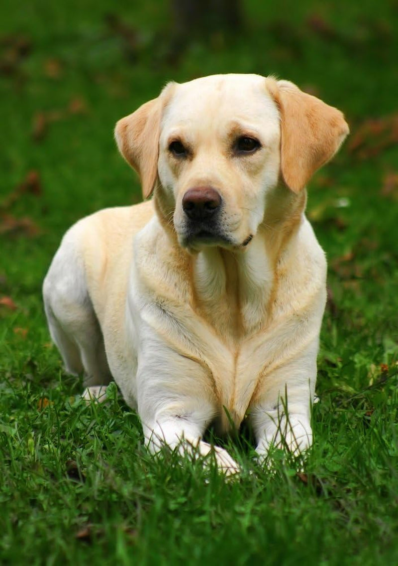 Field & Trial Maintenance Dry Dog Food - 15Kg