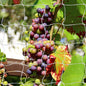Plant Support Climbing Garden Trellis Netting Grow Tents 5Ft X 30Ft, Heavy-Duty Polyester Garden Plant Climbing Net Soft Mesh Twine