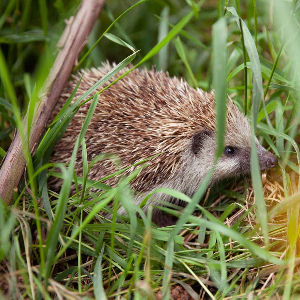 Premium Hedgehog Dinner: Nutrient-Rich Dry Hedgehog Food for Year-Round Feeding - 5L Tub